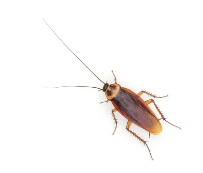 American Cockroach (Palmetto Bug) — what it looks like (Cockroaches)