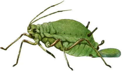 Aphid — what it looks like (Lawn, Tree & Shrub Pests)