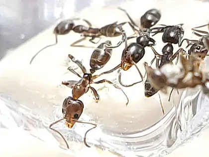 Argentine Ant — what it looks like (Ants)