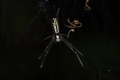 Golden Silk Orbweaver (Banana Spider) — what it looks like (Spiders & Scorpions)