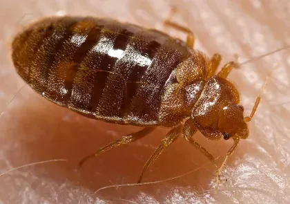 Bed Bug — what it looks like (Bed Bugs, Fleas & Ticks)