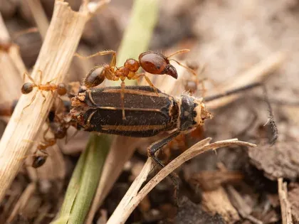 Big-Headed Ant — what it looks like (Ants)