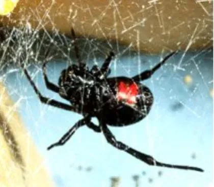 Black Widow Spider — what it looks like (Spiders & Scorpions)
