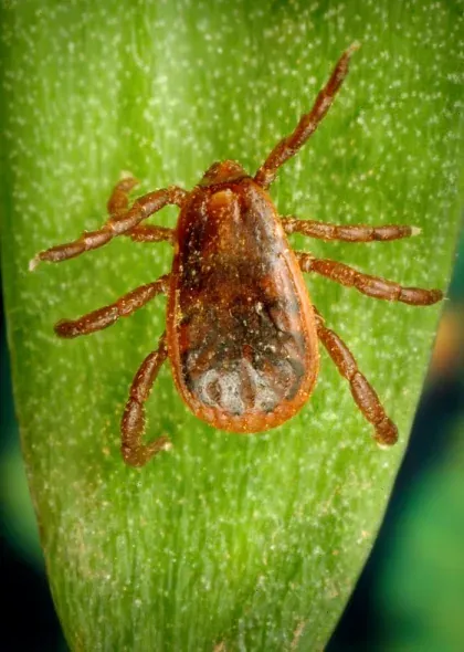 Tick — what it looks like (Bed Bugs, Fleas & Ticks)