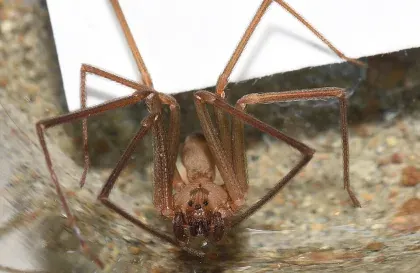 Brown Recluse Spider — what it looks like (Spiders & Scorpions)