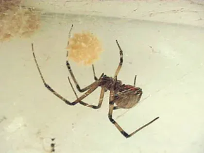 Brown Widow Spider — what it looks like (Spiders & Scorpions)