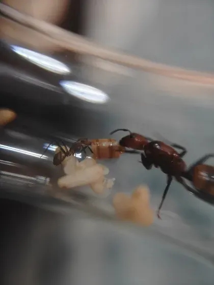 Carpenter Ant — what it looks like (Ants)