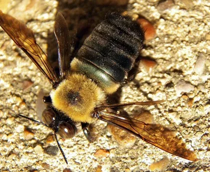 Carpenter Bee — what it looks like (Stinging Insects)