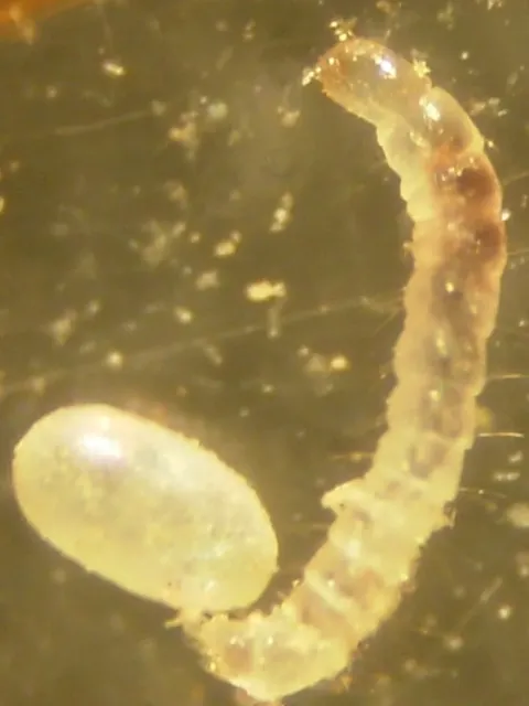 Flea — what it looks like (Bed Bugs, Fleas & Ticks)