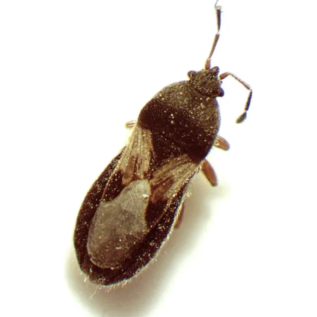 Chinch Bug — what it looks like (Lawn, Tree & Shrub Pests)
