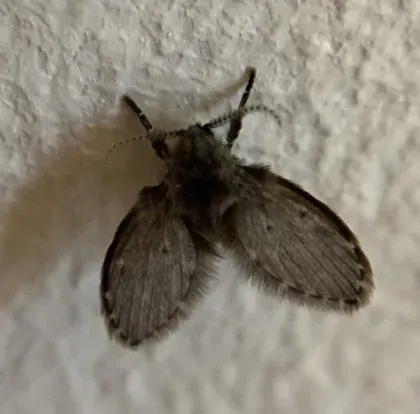 Drain Fly (Moth Fly) — what it looks like (Mosquitoes & Flies)