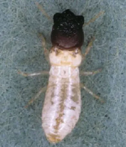 Drywood Termite — what it looks like (Termites)