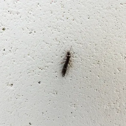 Earwig — what it looks like (Occasional Invaders)