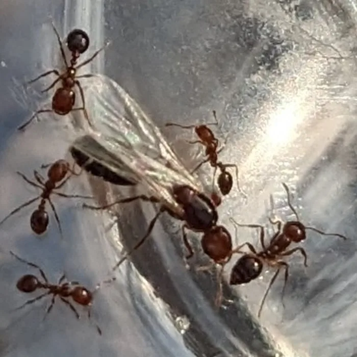 Red Imported Fire Ant — what it looks like (Ants)