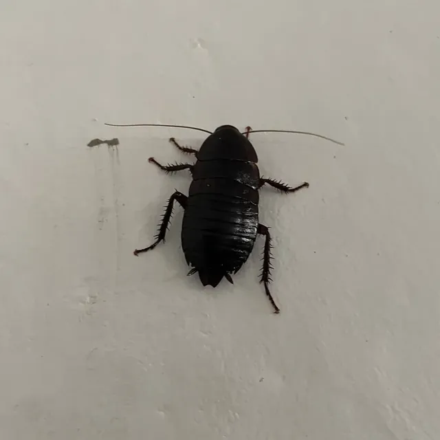 Florida Woods Cockroach (Palmetto Bug) — what it looks like (Cockroaches)