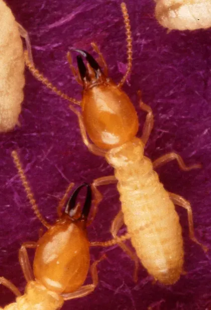 Formosan Subterranean Termite — what it looks like (Termites)