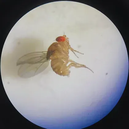 Fruit Fly — what it looks like (Mosquitoes & Flies)