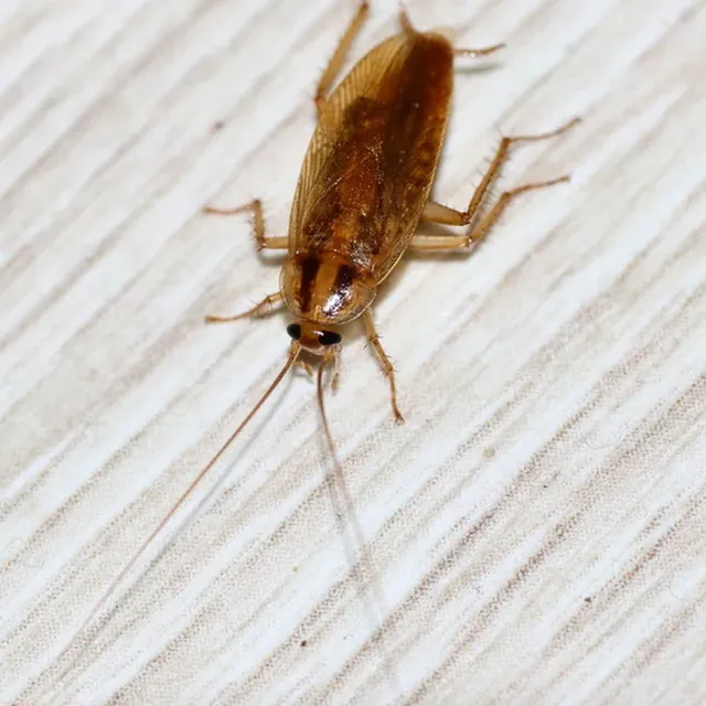 German Cockroach — what it looks like (Cockroaches)