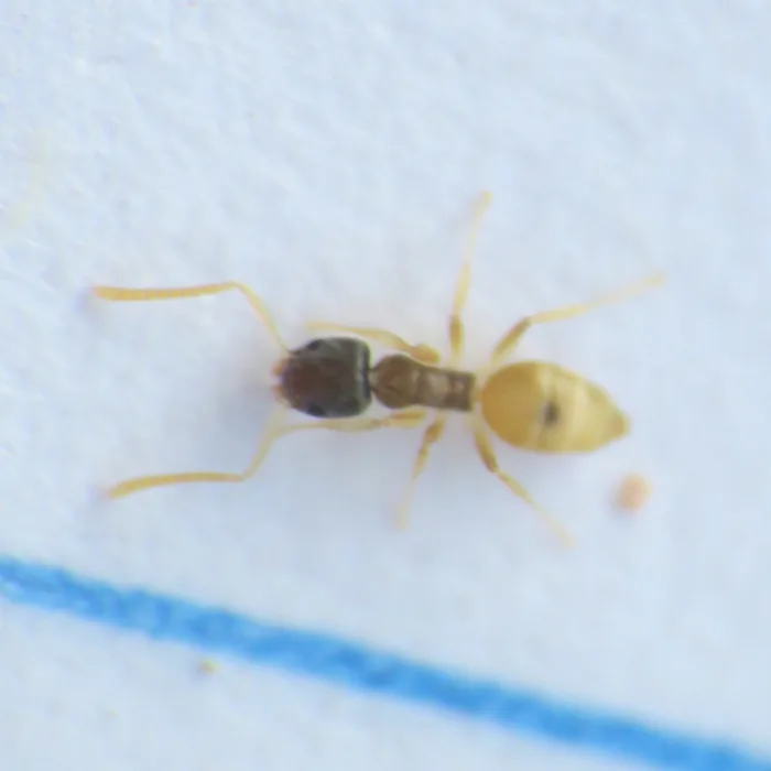 Ghost Ant — what it looks like (Ants)
