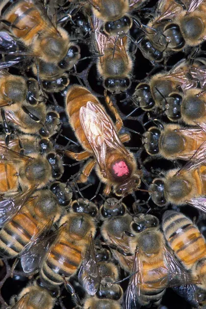Honey Bee — what it looks like (Stinging Insects)