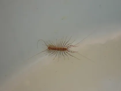House Centipede — what it looks like (Occasional Invaders)