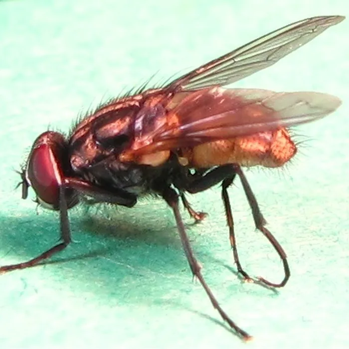 House & Filth Flies — what it looks like (Mosquitoes & Flies)