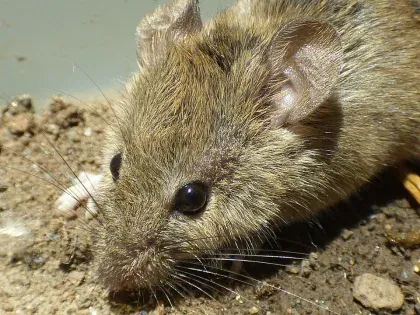 House Mouse — what it looks like (Rodents)