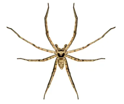 Huntsman Spider — what it looks like (Spiders & Scorpions)