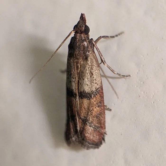 Indianmeal Moth — what it looks like (Stored-Product Pests)
