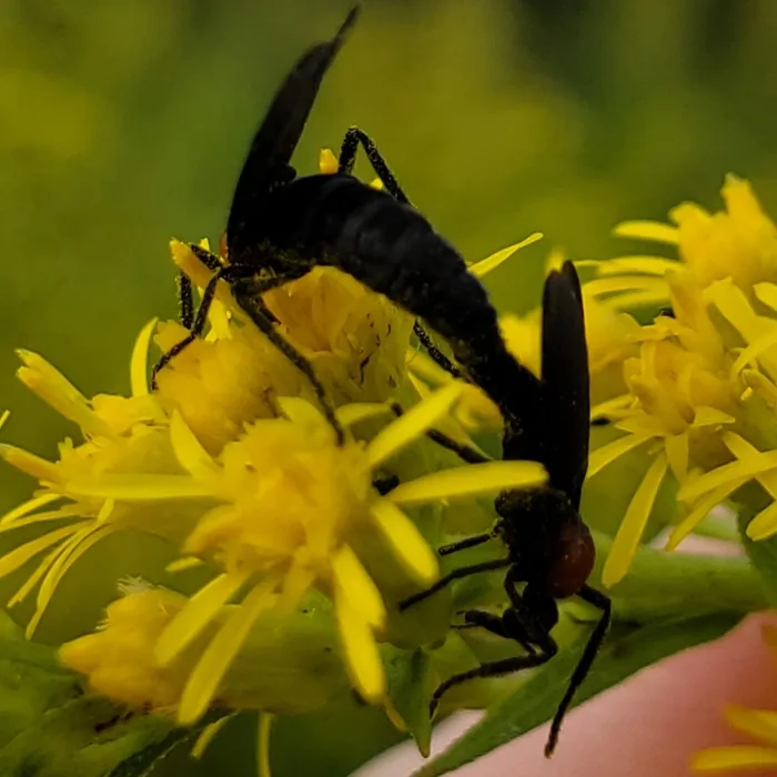 Love Bug — what it looks like (Mosquitoes & Flies)