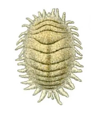 Mealybug — what it looks like (Lawn, Tree & Shrub Pests)