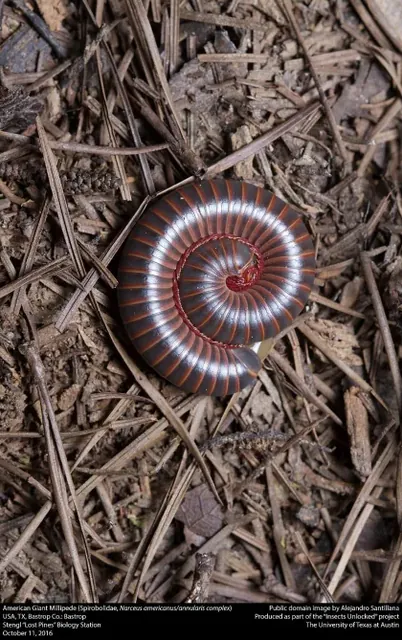 Millipede — what it looks like (Occasional Invaders)