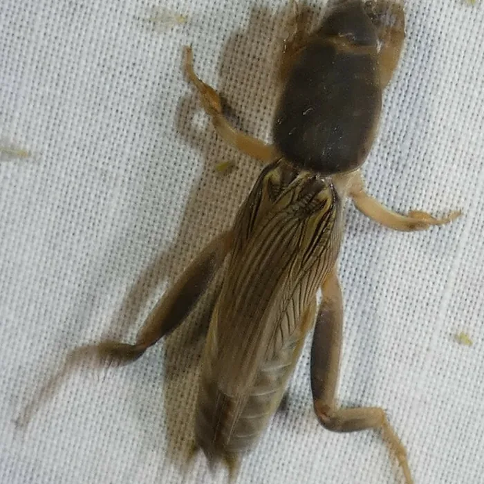 Mole Cricket — what it looks like (Lawn, Tree & Shrub Pests)