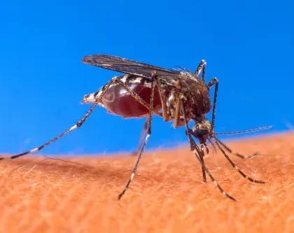 Mosquito — what it looks like (Mosquitoes & Flies)