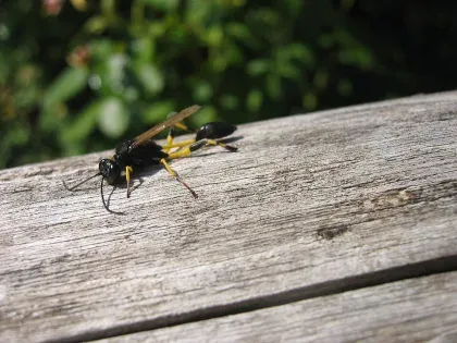 Mud Dauber — what it looks like (Stinging Insects)