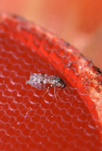 No-See-Um (Biting Midge) — what it looks like (Mosquitoes & Flies)