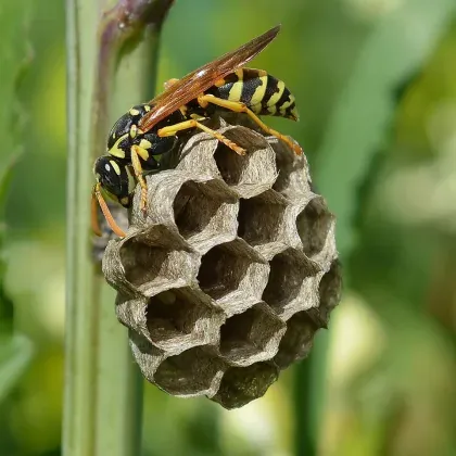 Paper Wasp — what it looks like (Stinging Insects)