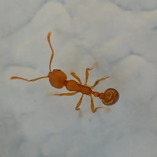 Pharaoh Ant — what it looks like (Ants)