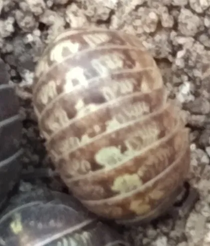 Pillbug (Roly-Poly) — what it looks like (Occasional Invaders)