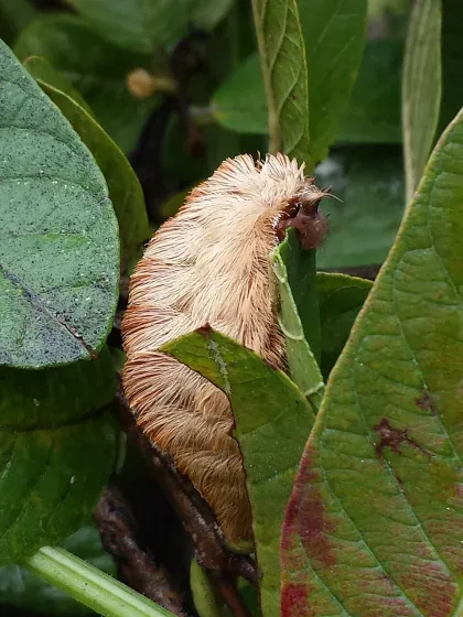 Puss Caterpillar (Asp) — what it looks like (Stinging Insects)