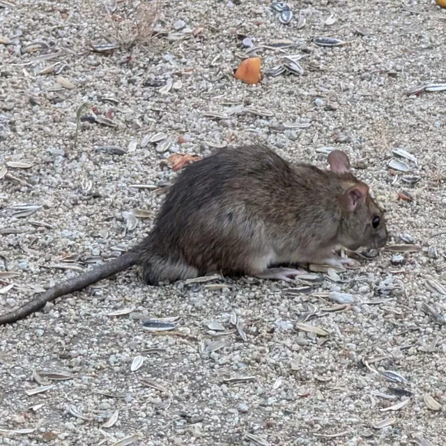 Roof Rat — what it looks like (Rodents)