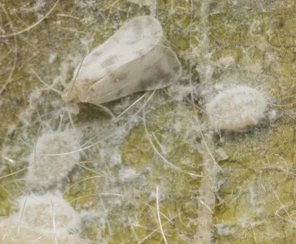 Rugose Spiraling Whitefly — what it looks like (Lawn, Tree & Shrub Pests)