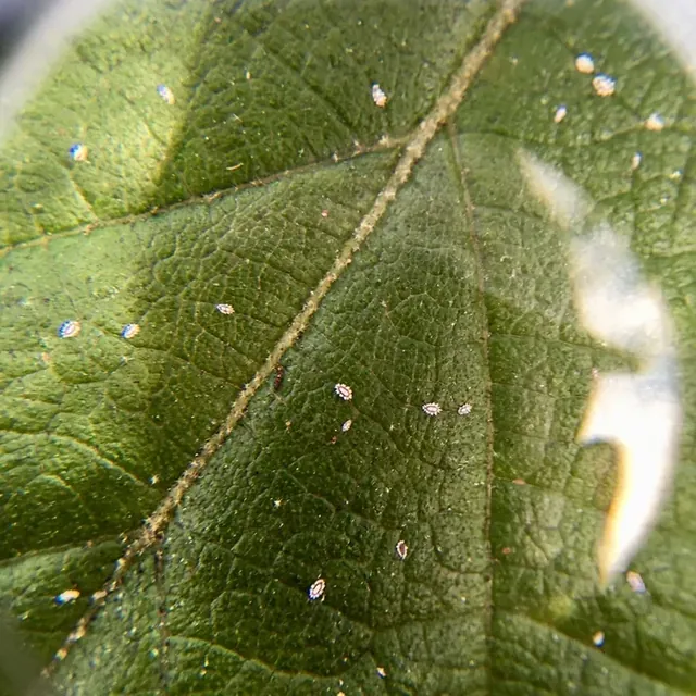 Scale Insects — what it looks like (Lawn, Tree & Shrub Pests)