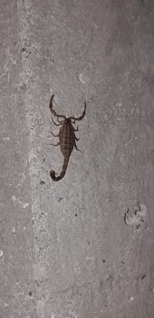 Florida Bark Scorpion — what it looks like (Spiders & Scorpions)