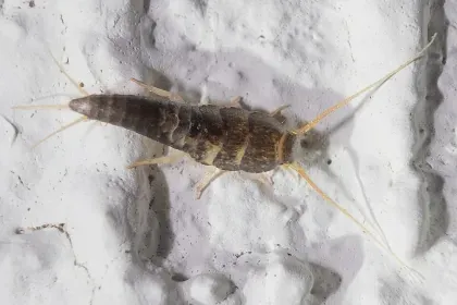 Silverfish — what it looks like (Occasional Invaders)