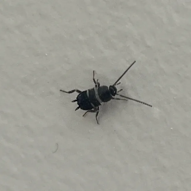 Smokybrown Cockroach — what it looks like (Cockroaches)