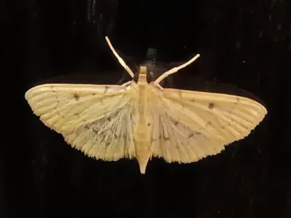 Tropical Sod Webworm — what it looks like (Lawn, Tree & Shrub Pests)