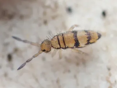 Springtail — what it looks like (Occasional Invaders)