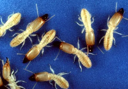Subterranean Termite — what it looks like (Termites)