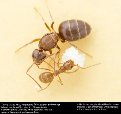 Tawny Crazy Ant — what it looks like (Ants)